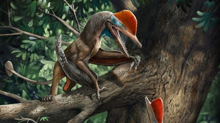 Kunpengopterus-antipollicatus