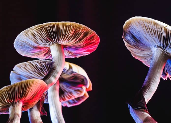 Magic-Mushrooms-695x500