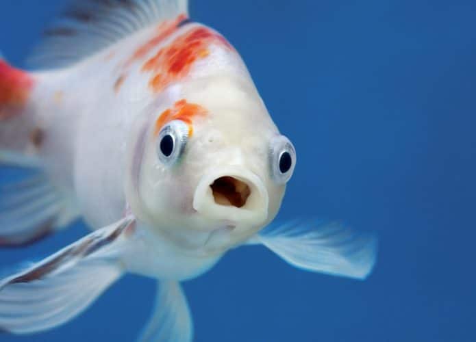 Peixe. Imagem: Shutterstock
