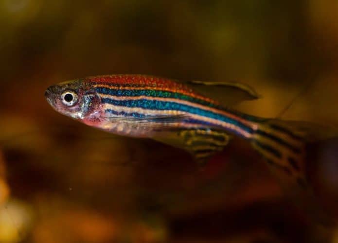 Peixe Paulistinha