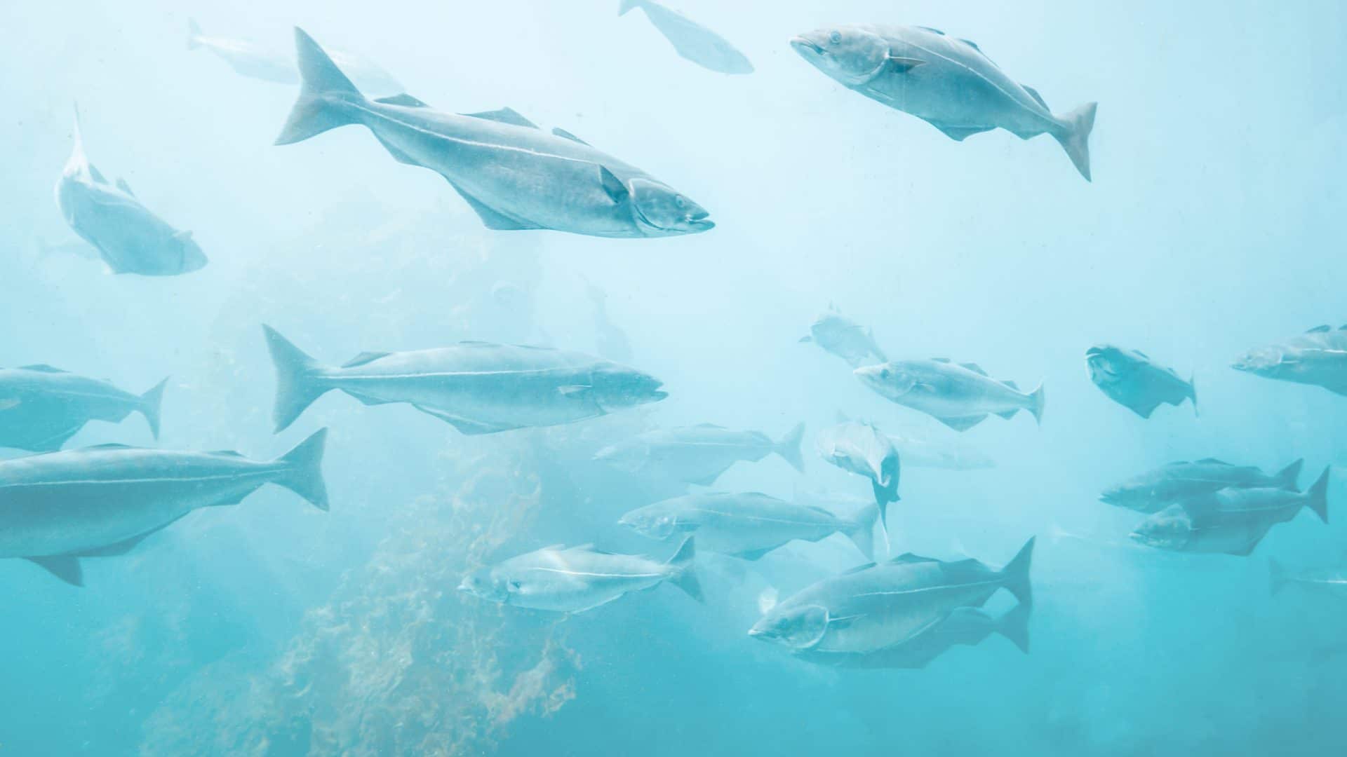 Peixes-1920x1080