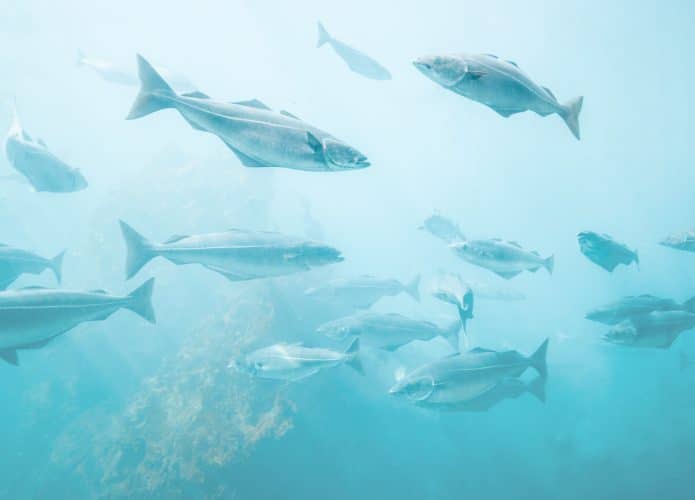 Peixes-695x500