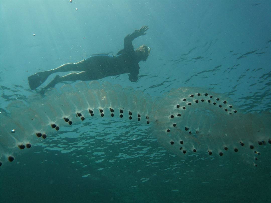 Salpa