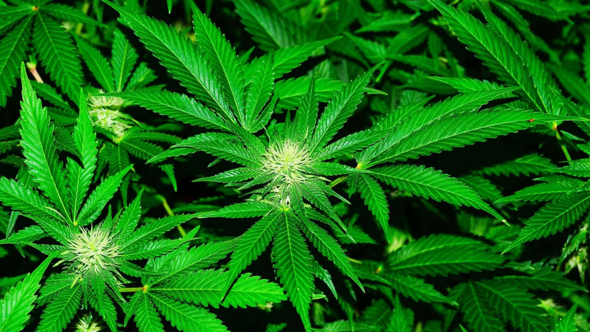 Maconha