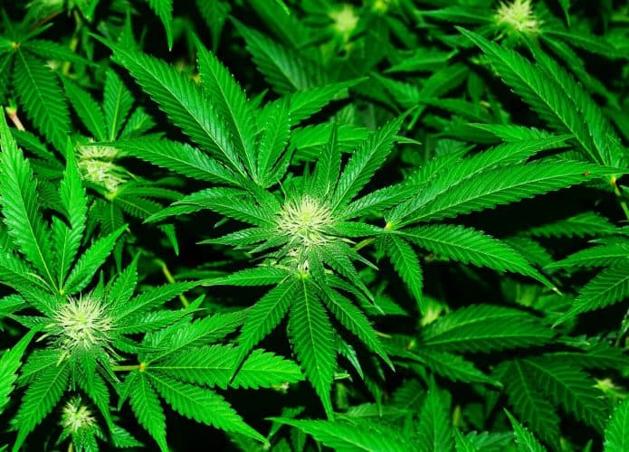Maconha