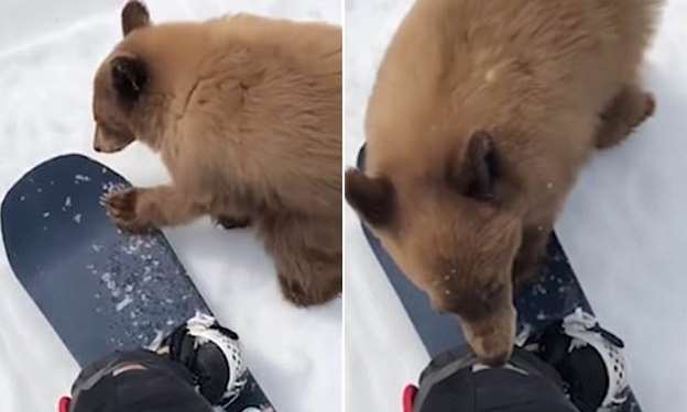 Urso com doença neurológica brincou com snowboarder