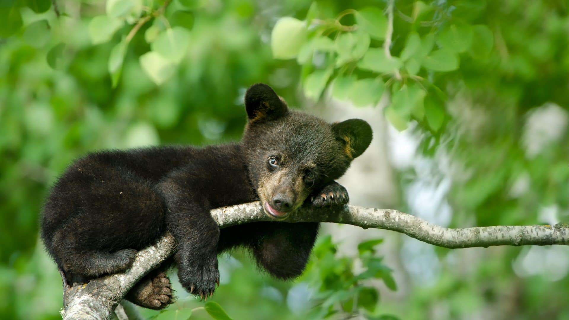 URSO