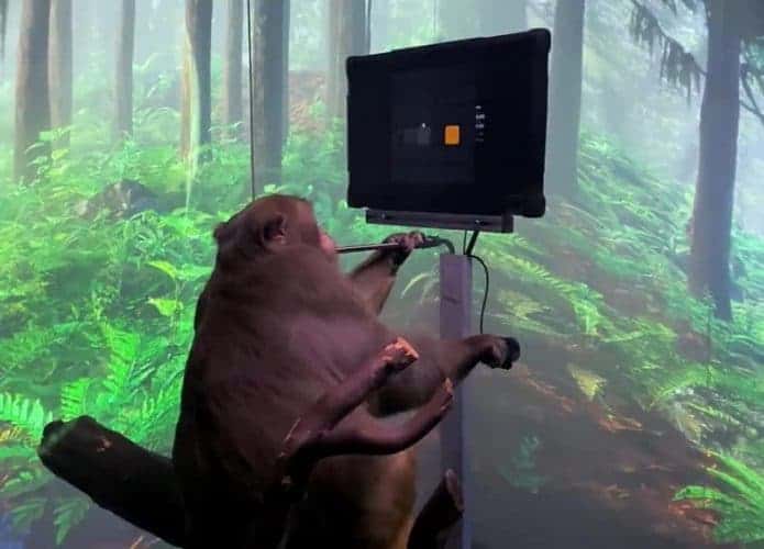 Macaco Pager jogando videogame. Imagem: Reprodução Youtube