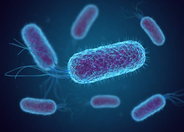 e_coli_shutterstock_1417926962-695x500