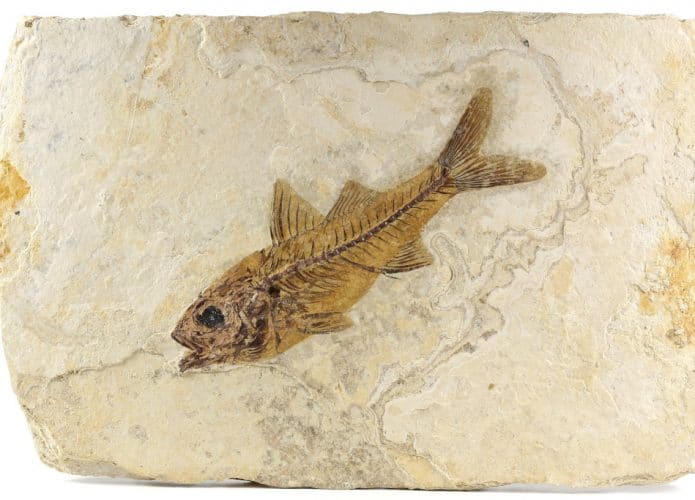 Fóssil de peixe