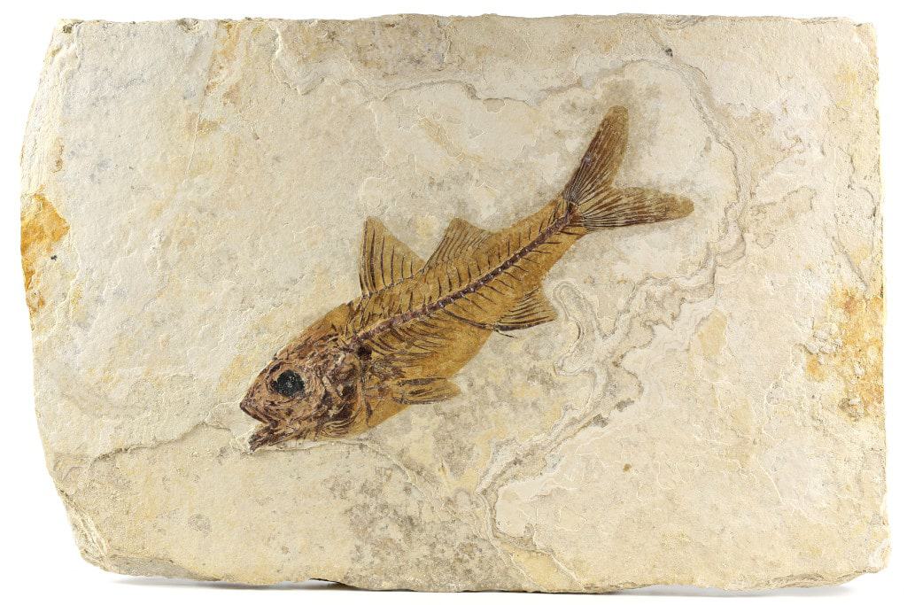 Fóssil de peixe 