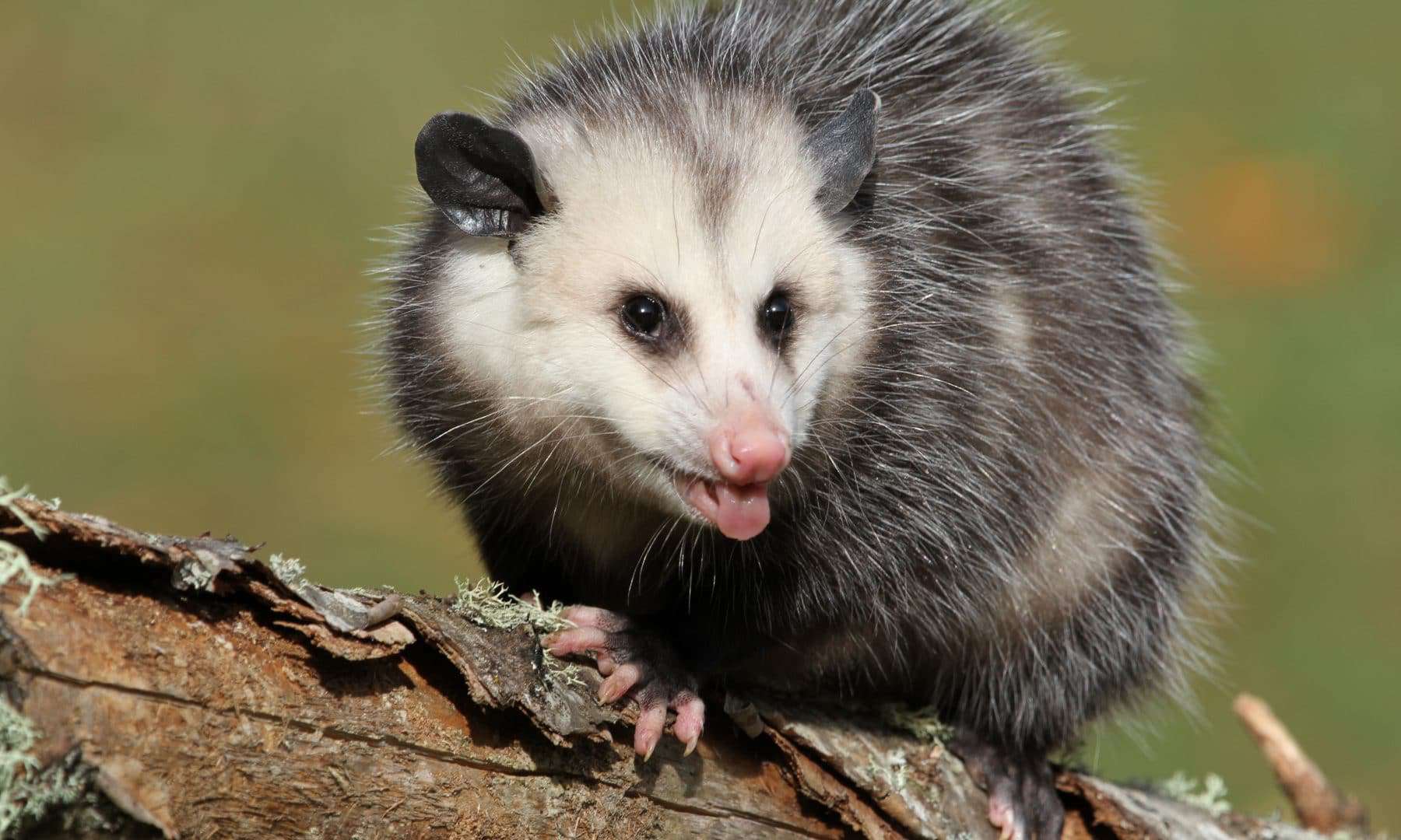 gambá