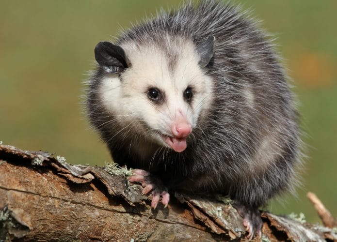 gambá