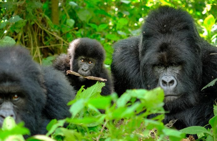 Família de Gorilas da Montanha em Ruanda