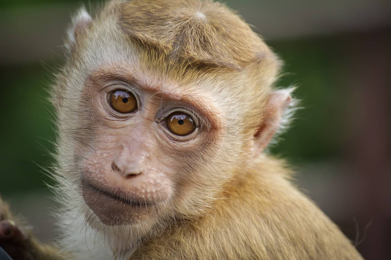 Pesquisadores criam embriões híbridos de humano e macaco