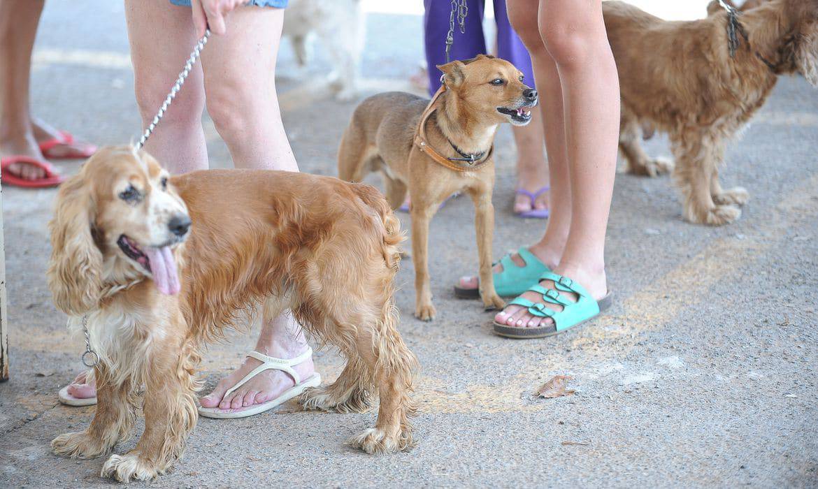 Anticorpos contra Covid-19 são encontrados em cão e gato e de rua, diz Fiocruz