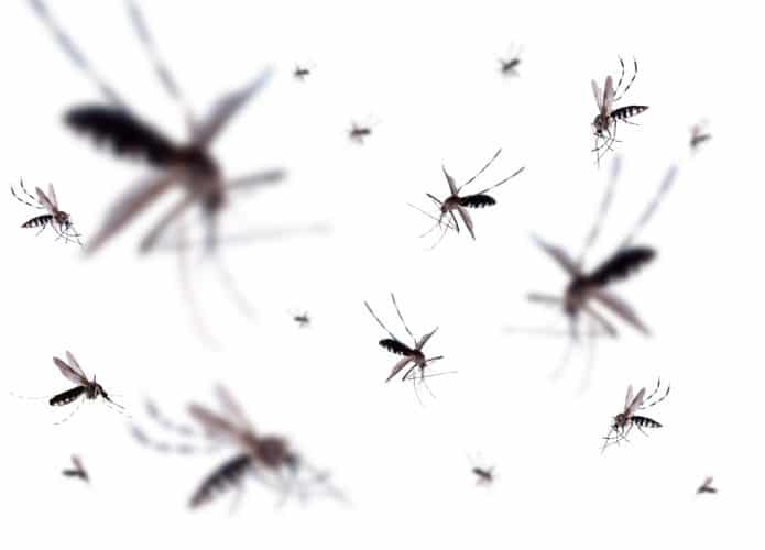 Aedes aegypti mosquitos
