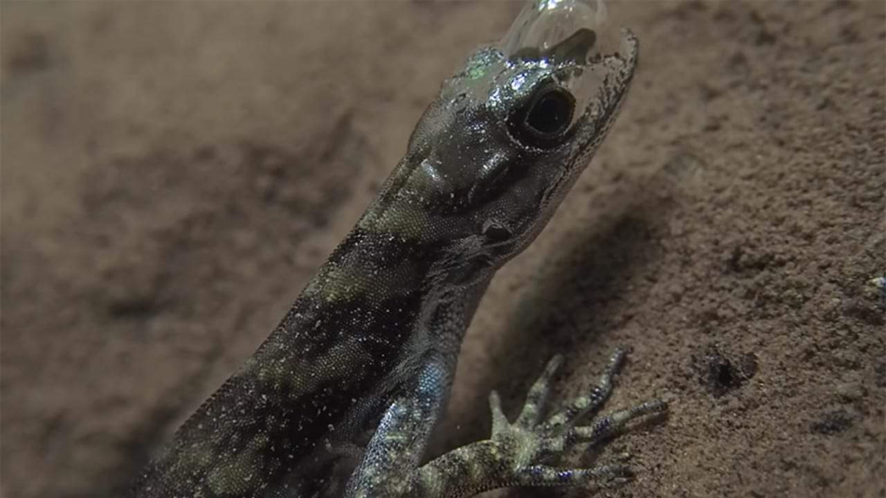 Anolis Aquaticus, um tipo de lagarto, respirando embaixo d'água