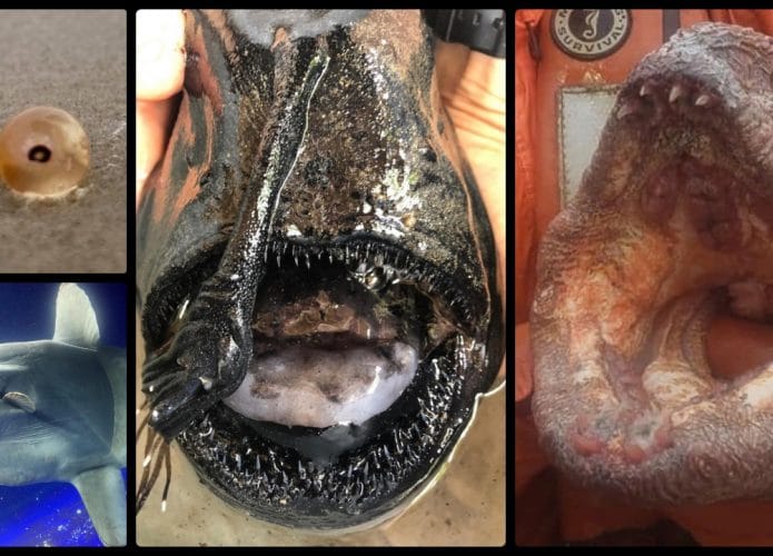Colagem de criaturas marinhas com água-viva, peixe-lua, peixe-futebol e enguia-lobo