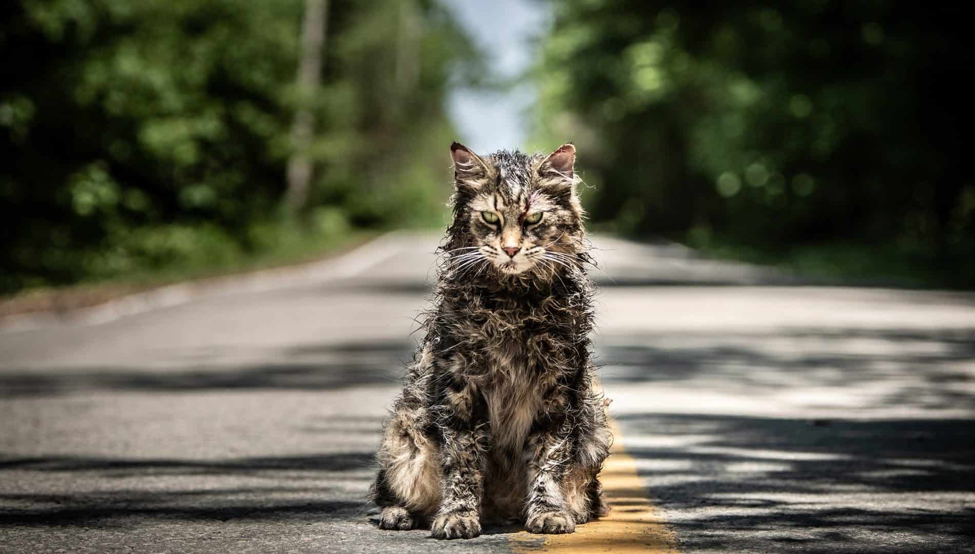 Gato no meio de estrada, famosa cena de Cemitério Maldito