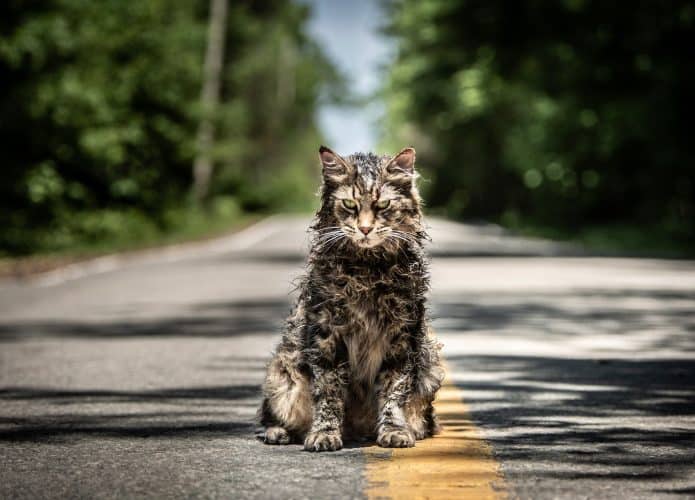 Gato no meio de estrada, famosa cena de Cemitério Maldito