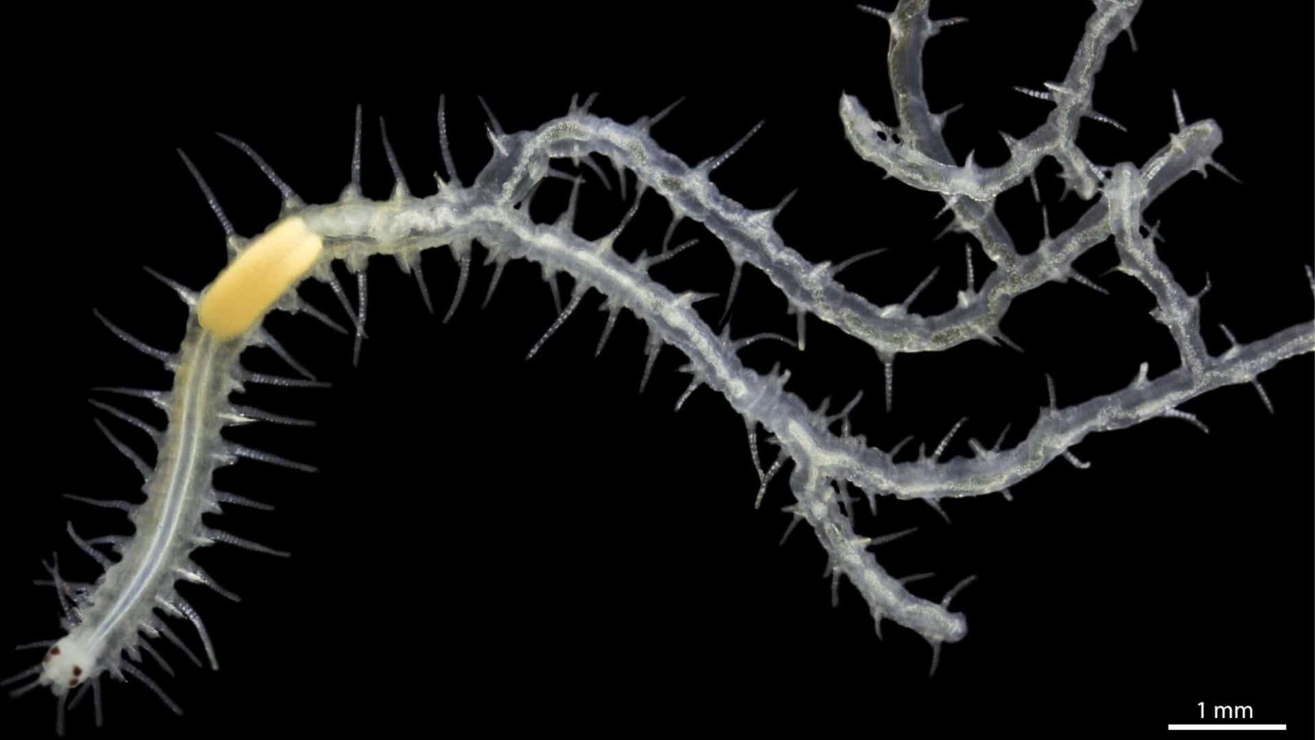Ramisyllis-multicaudata-1920x1080