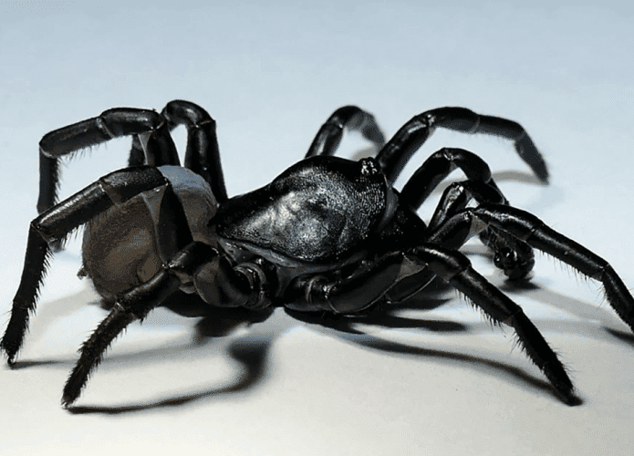 aranha flórida