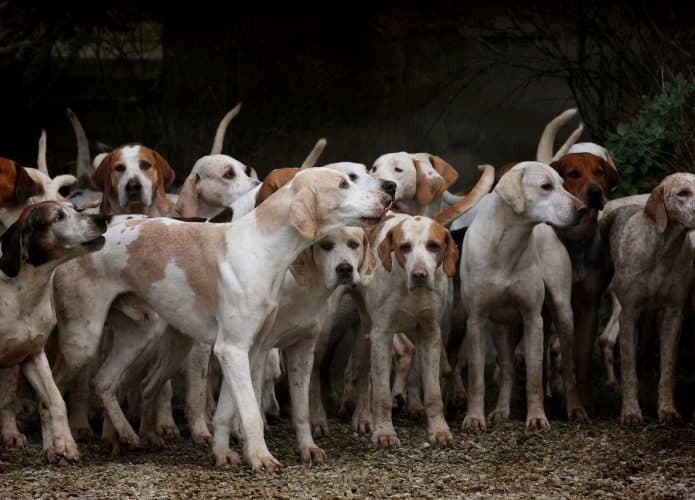 Encontrado novo tipo de coronavírus que pode passar de cachorros para humanos
