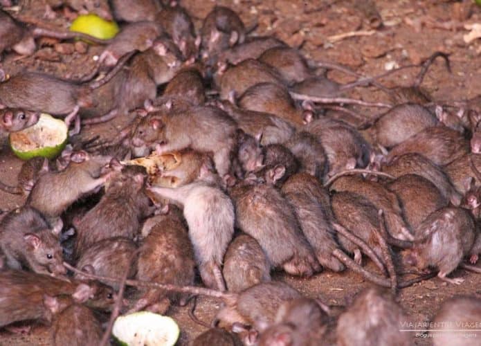 ratos