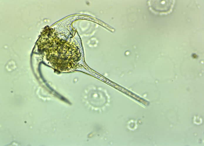 dinoflagelado, genoma
