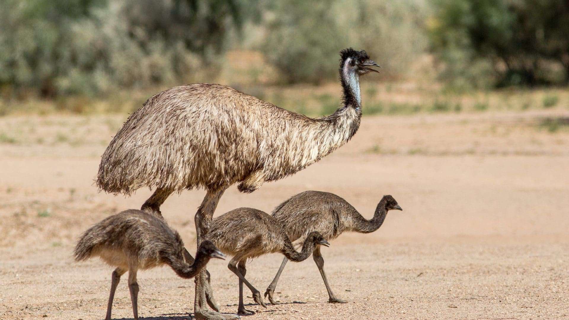 emu, austrália, emus
