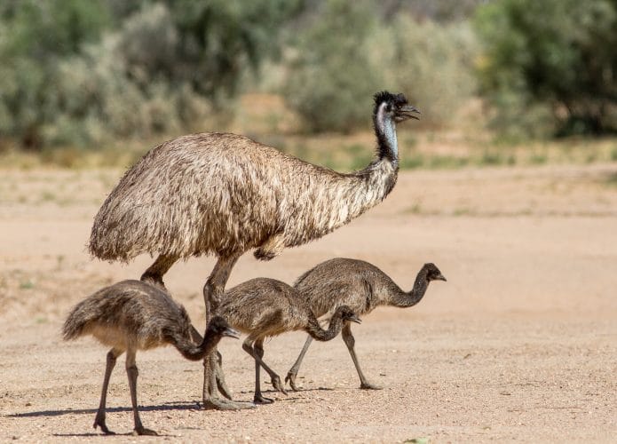emu, austrália, emus