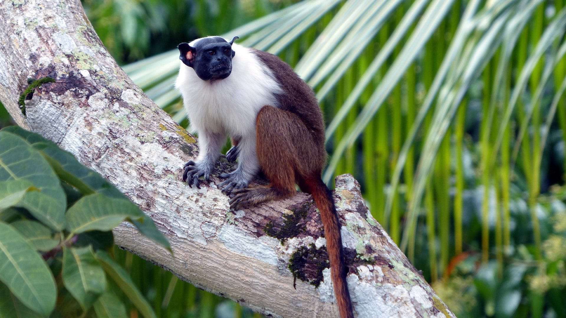 macacos, saguis