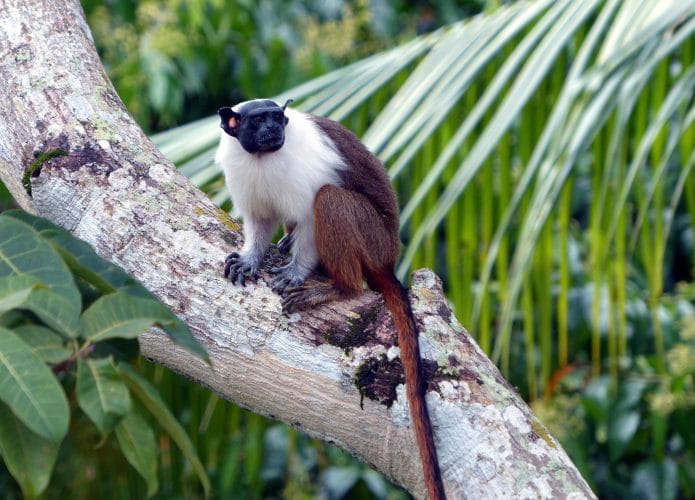 macacos, saguis
