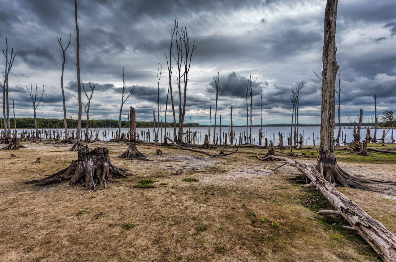 Imagem mostra uma regiçao com árvores mortes e o mar ao fundo