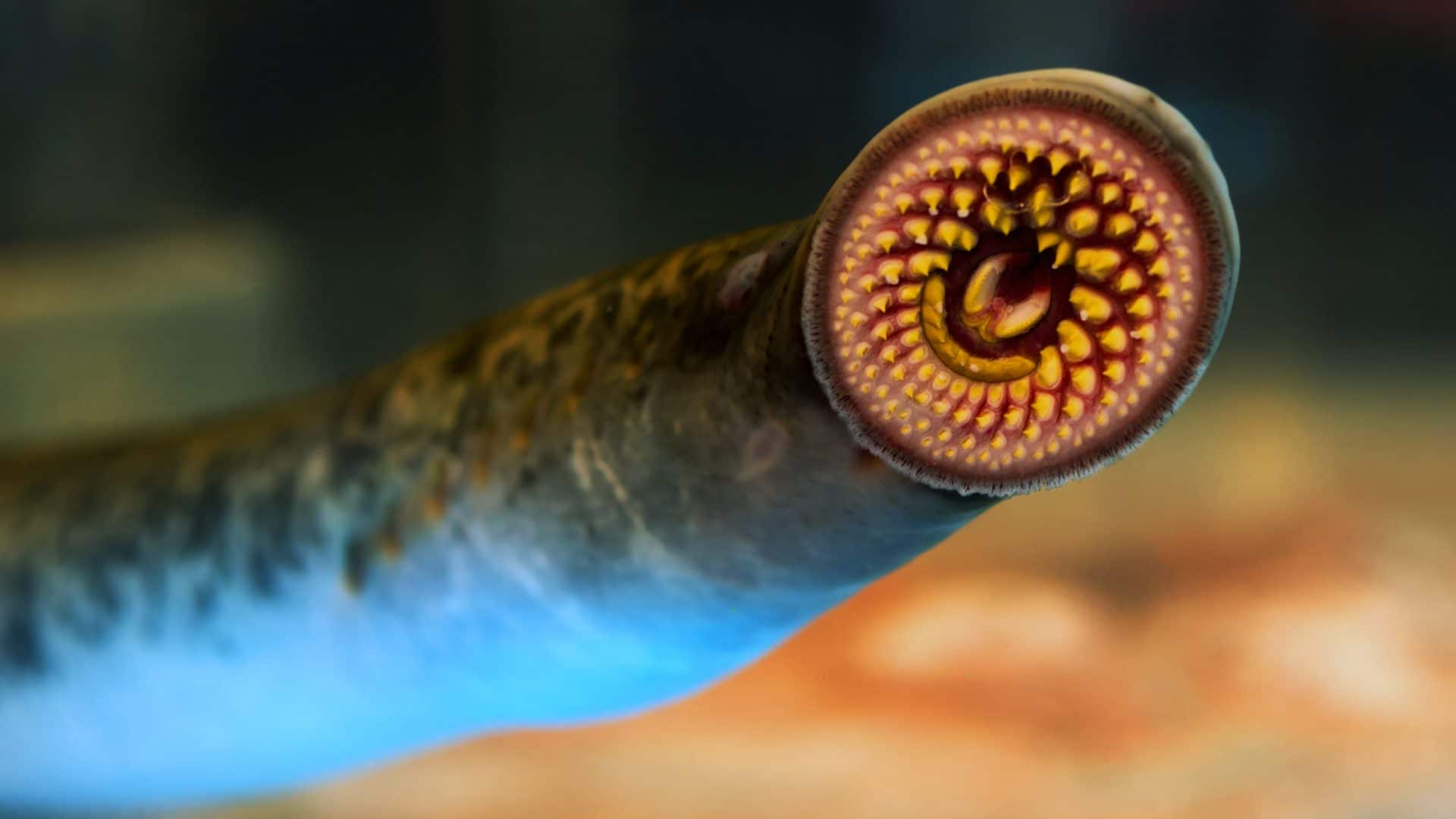 Lamprey,Fresh,Fish,,,Lamprea,,,Food,Typical,In,Galicia