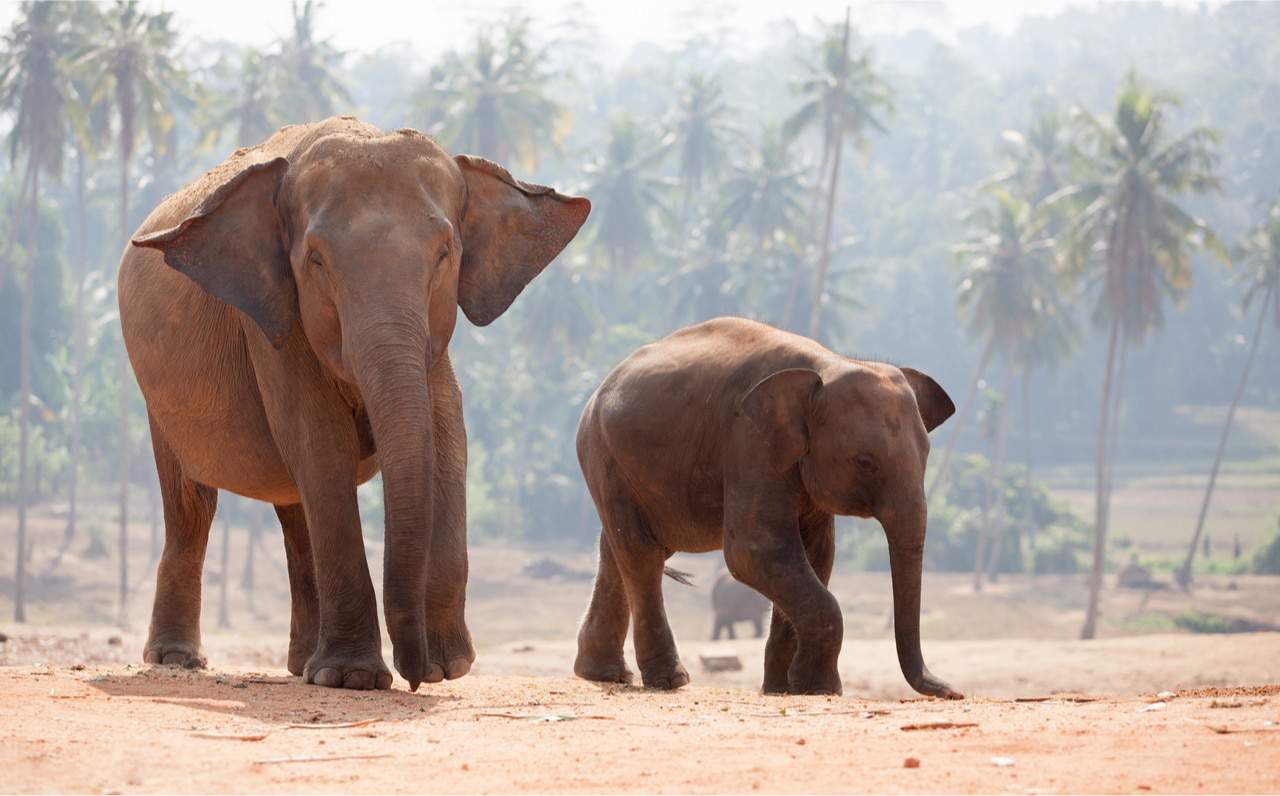 Elefantes indianos - um adulto e um filhote - andando na Índia