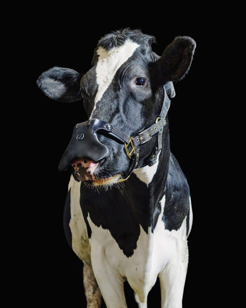 Imagem mostra a máscara para vacas da Zelpi, sendo vestida em um animal