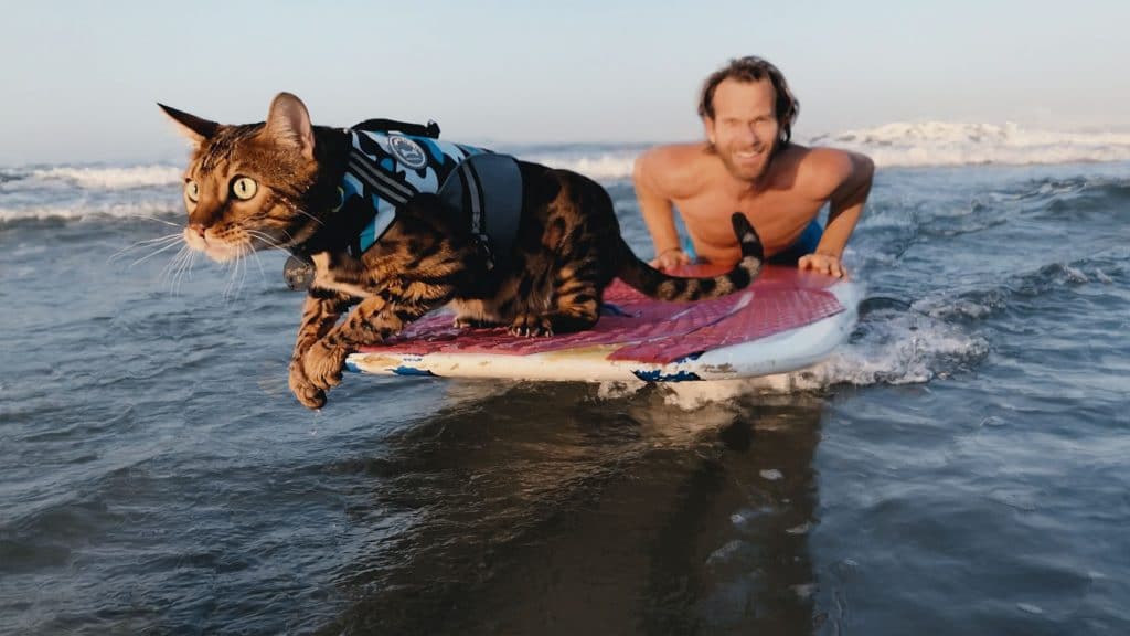 Homem leva gato em prancha de surfe dentro do mar.