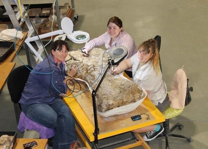 Dinossauro Australotitan cooperensis