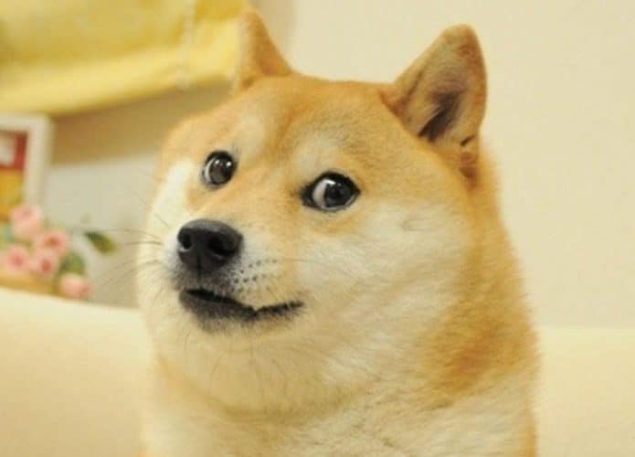 Meme doge