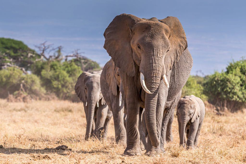 Covid-19 no zoológico: leoa morre após contrair o vírus em um parque da Índia; elefates são testados. Imagem: Moiz Husein/Shutterstock