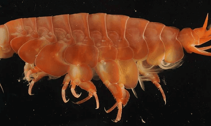 Eurythenes atacamensis crustáceo