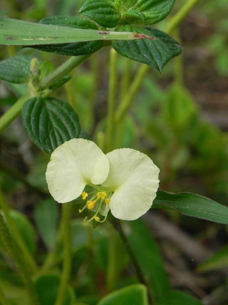 Commelina catharinensis (flor de Santa Catarina)