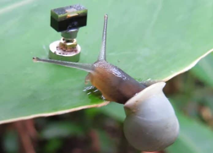 Partula-hyalina-cam-695x500