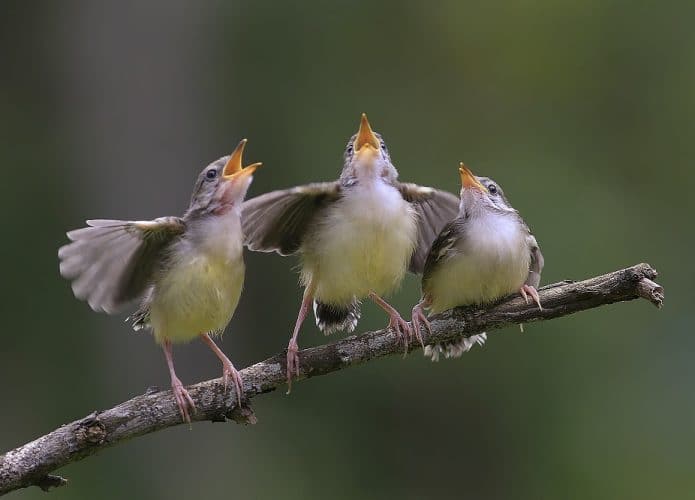 Pássaros cantando. Imagem: Shutterstock
