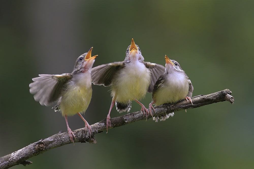 Pássaros cantando. Imagem: Shutterstock