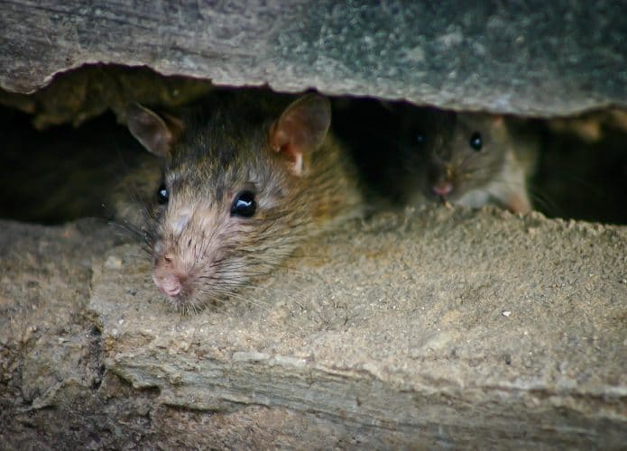 Ratos