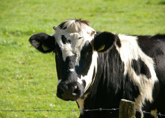 Homem usa fezes de vaca para minerar Bitcoin