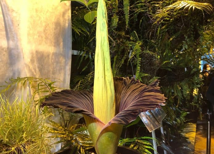 Rara floração da Sumatram Titam arum, ou flor-cadáver, no Jardim Botânico da Universidade de Varsóvia